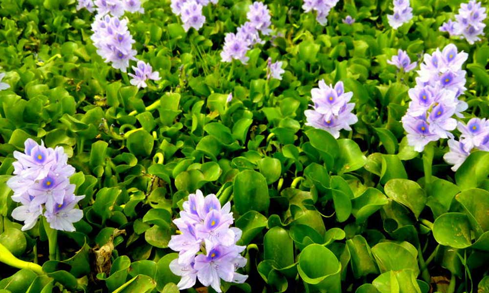 From Pest to Possibility - Harnessing Water Hyacinth for Sustainable Building