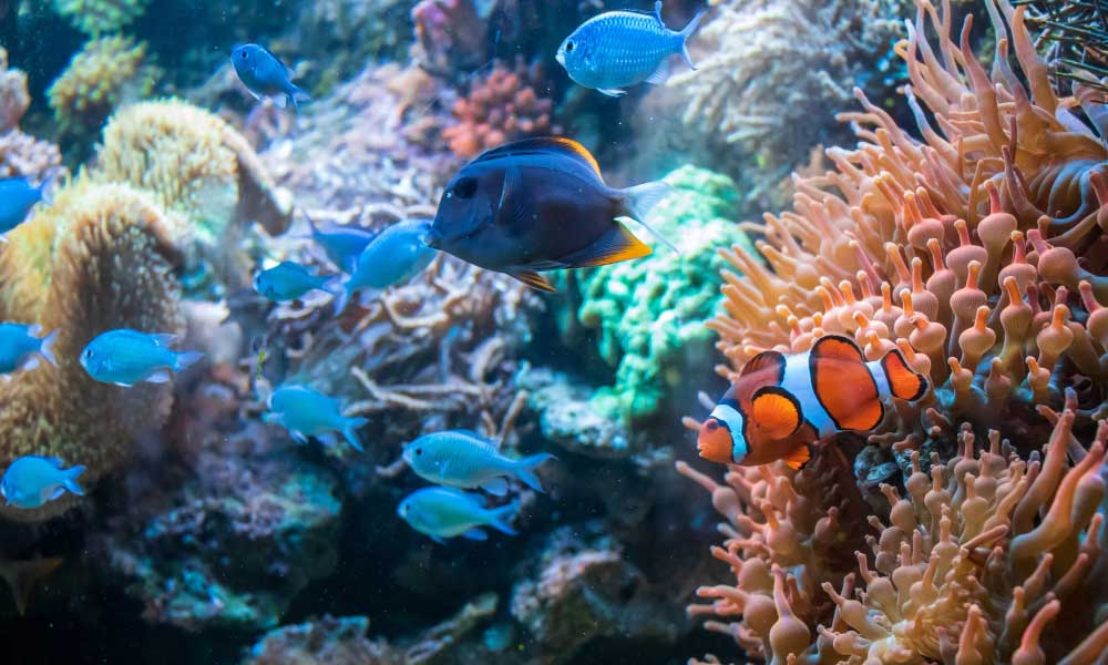 Oceanic Wonders - Marine Biotechnology's Impact on Health, Cosmetics, and Agri-Food